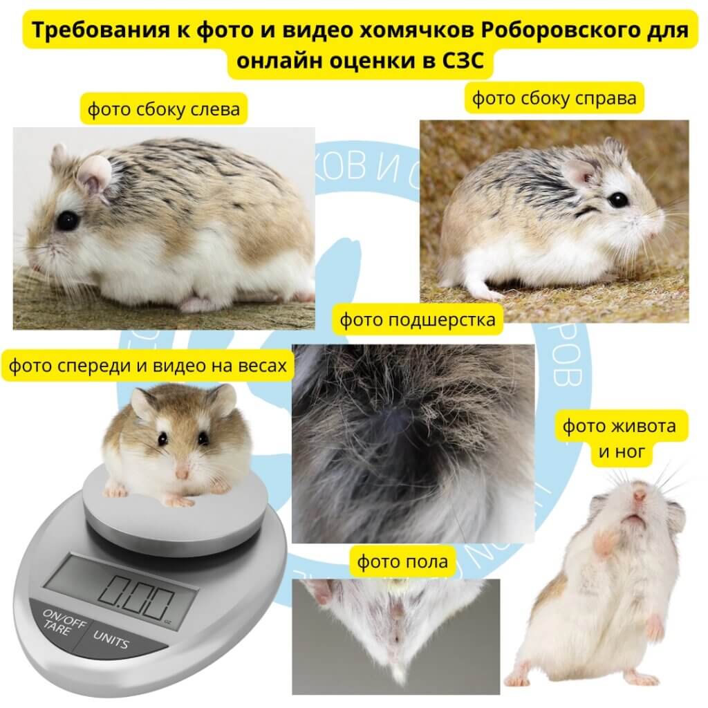 Выставка хомяков