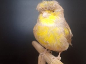 выставка птиц, канарейка глостер