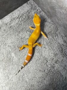 леопардовый геккон