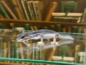 леопардовый геккон блэк найт