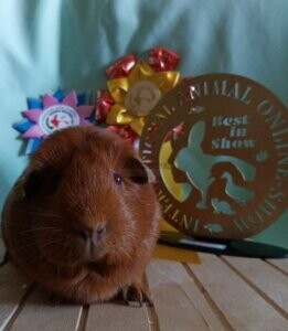 онлайн выставка морских свинок