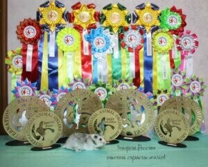 выставка онлайн животных