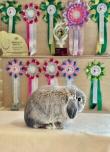 выставка животных