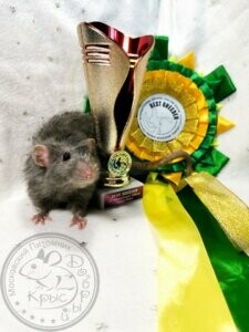 выставка декоративных крыс