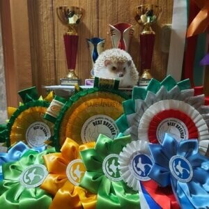 выставка африканских ежей