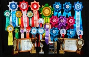 выставки животных