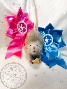 Выставка декоративных крыс