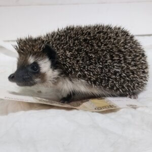 Непал Утро Севера