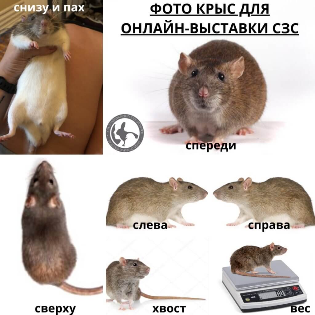 выставка декоративных крыс