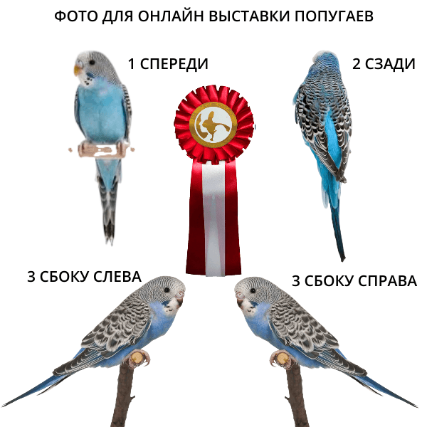 Выставка попугаев