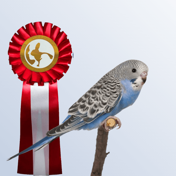 Выставка попугаев