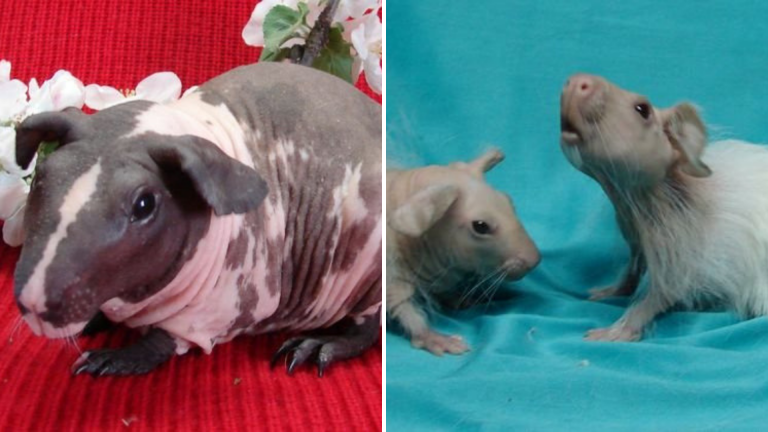 Содержание морских свинок Союз Заводчиков и Селекционеров