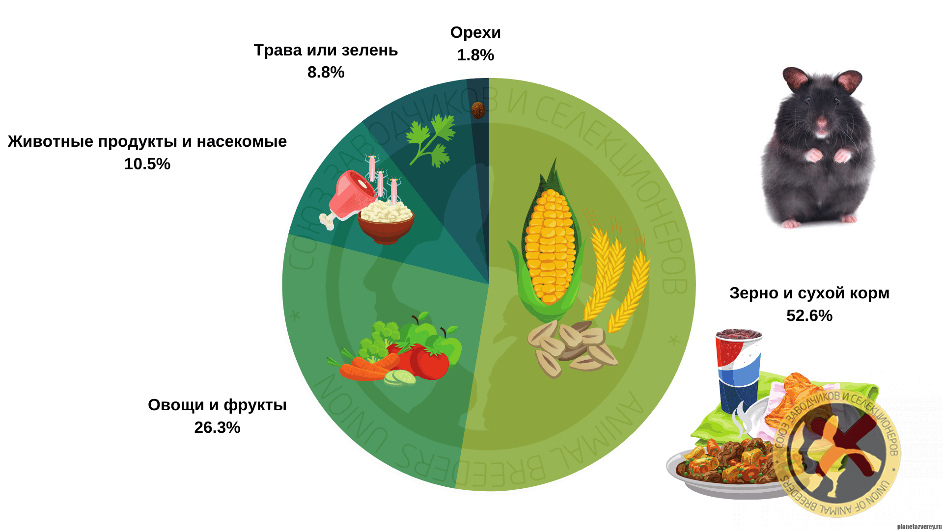 Чем можно кормить джунгариков