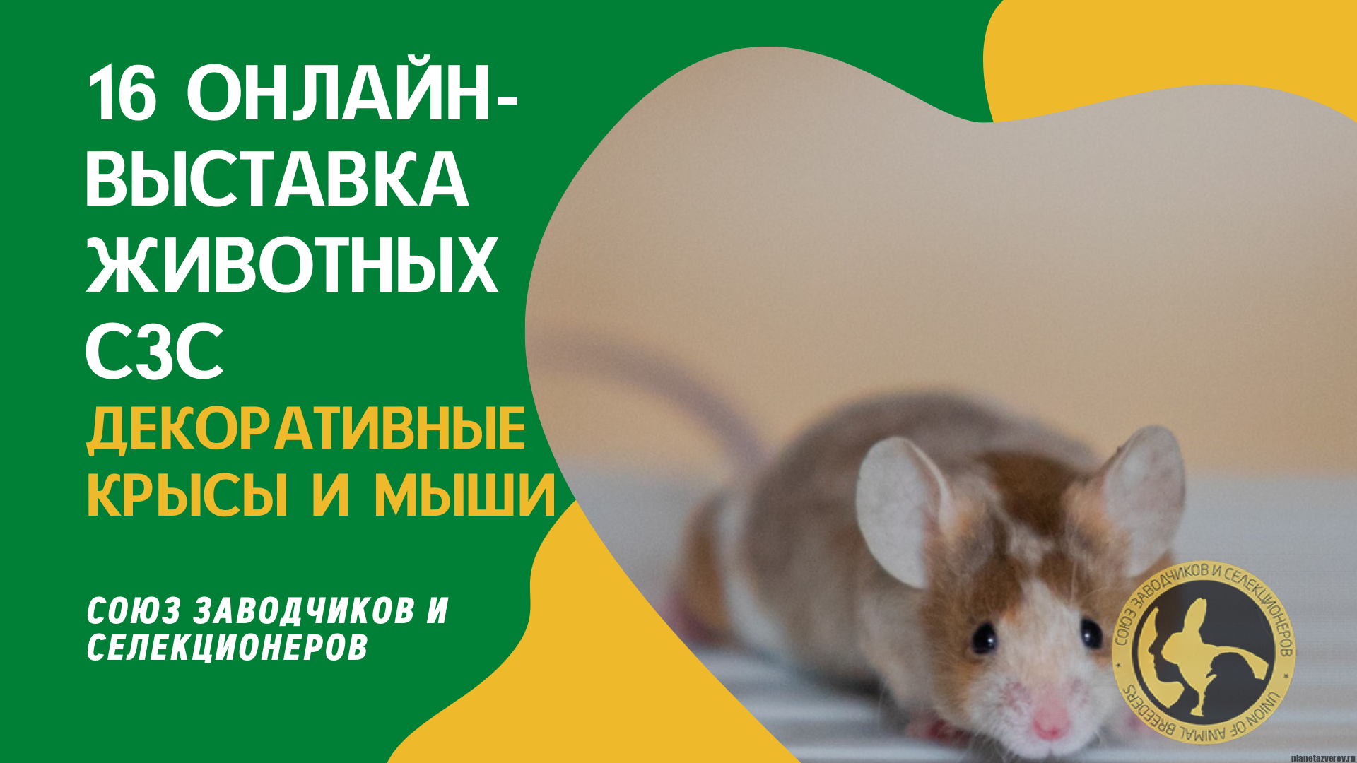 Крыса декоративная голая (Rattus norvegicus f. domesticus) купить за руб. — ZOOMIX