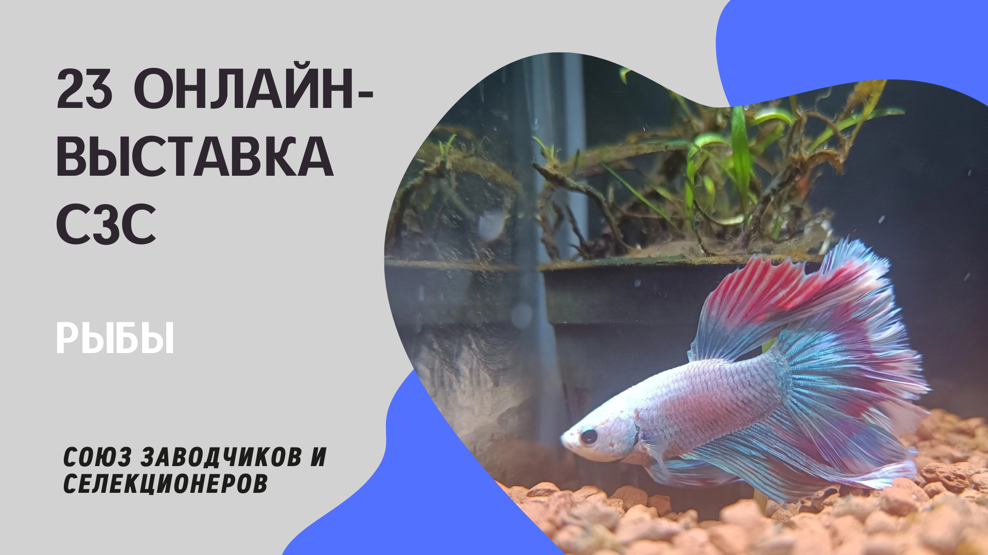 гуппи рыбки, петушок бетта спленденс, каталог betta fish, гуппи метает икру