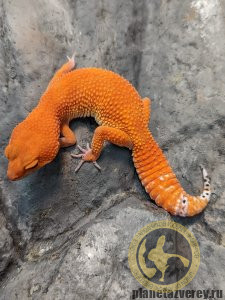 мандариновый (танжериновый) геккон