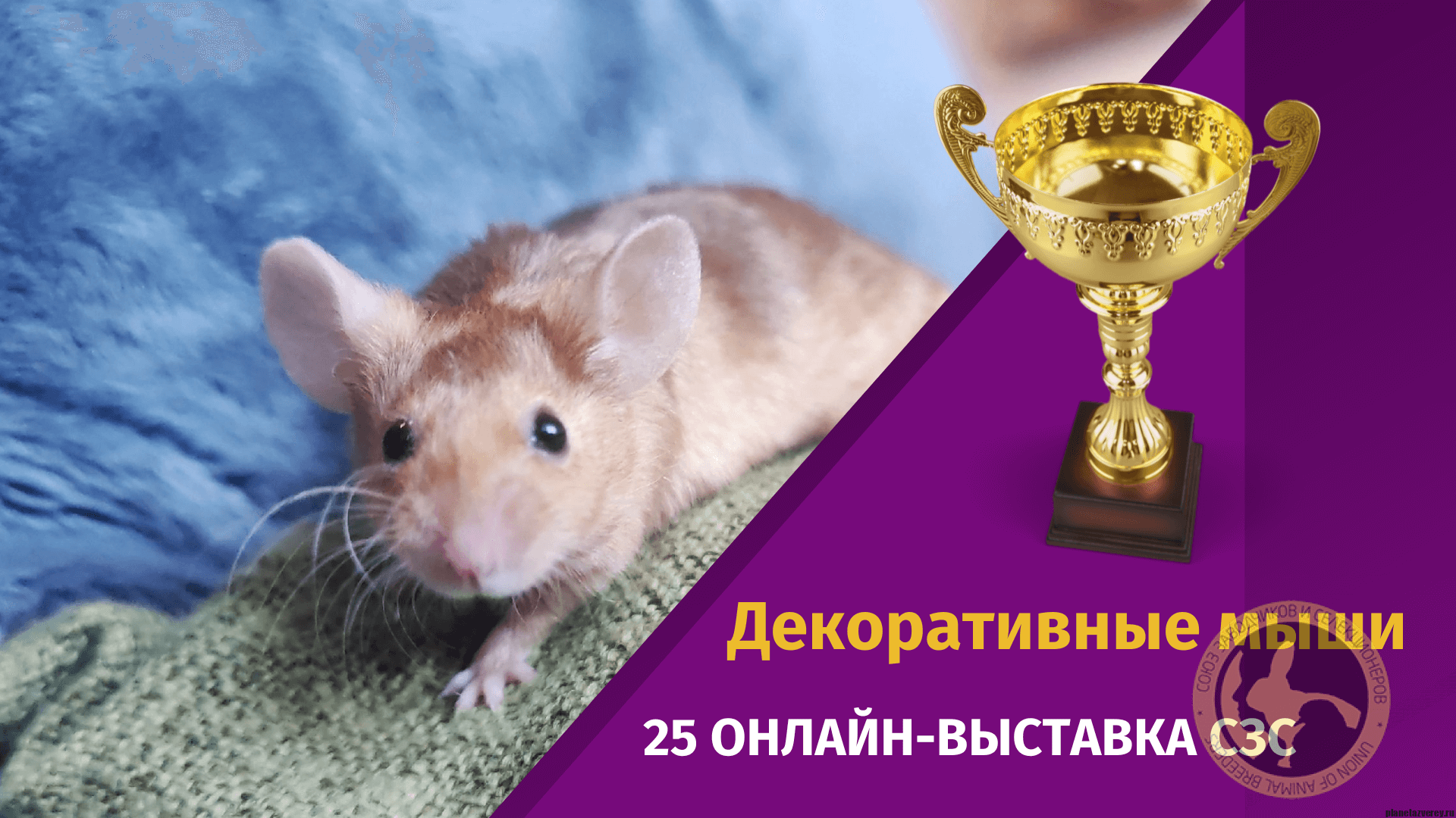 Декоративная мышь