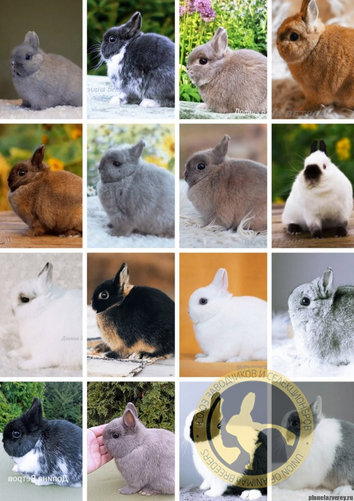 нидерландские карлики кролики