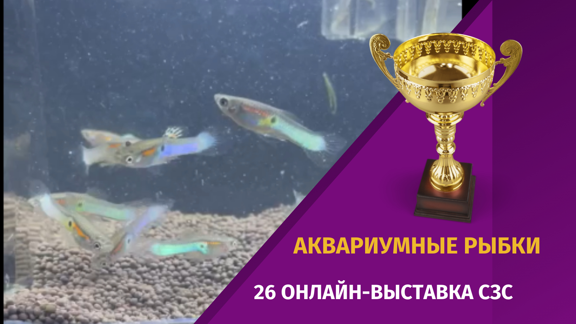 Выставка рыб в прокопьевске в победе. Выставка рыб в прокопьевске в победе