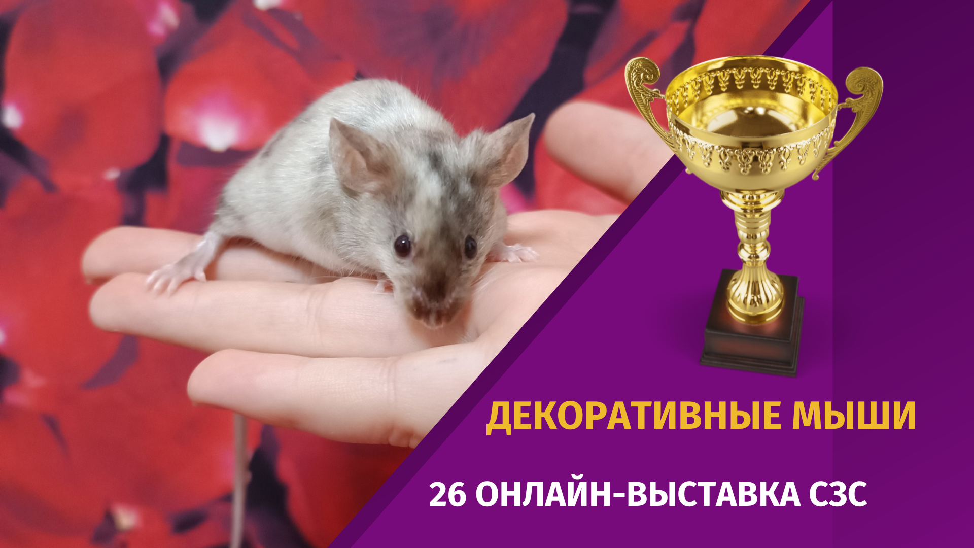 Декоративная мышь