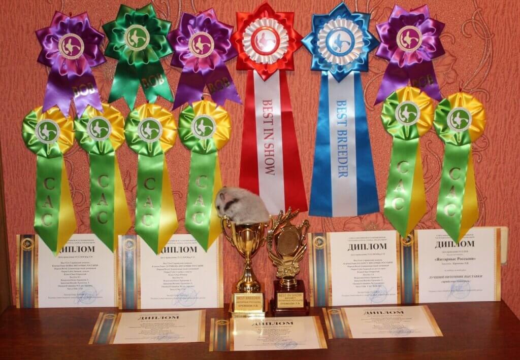 Выставка хомяков