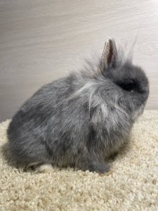 карликовый кролик, декоративный кролик, купить карликового кролика, купить декоративного кролика, кролик минилоп, кролик минор
