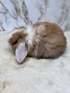 выставка кроликов, карликовые кролики, выставка животных, выставка сзс, кролик минор, кролик минилоп, выставка грызунов