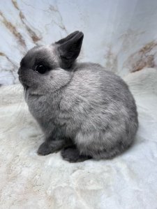 выставка кроликов, карликовые кролики, выставка животных, выставка сзс, кролик минор, кролик минилоп, выставка грызунов