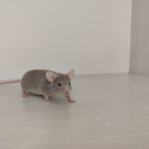 выставка мышей, декоративные мыши, выставка животных, выставка сзс, мышь сатиновая