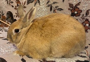 карликовый кролик, декоративный кролик, купить карликового кролика, купить декоративного кролика, кролик минилоп, кролик минор